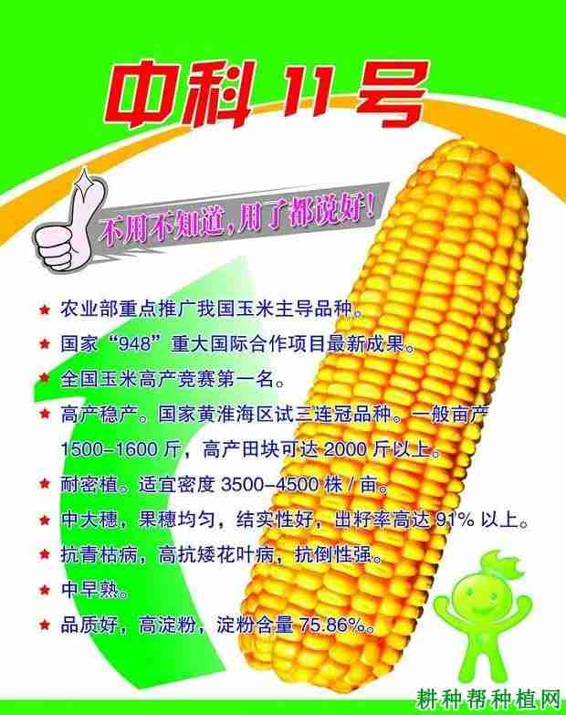 中科11号玉米品种好不好？